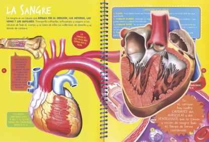 El Cuerpo Humano - Imagen 2