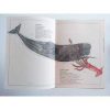 INVENTARIO ILUSTRADO DE LOS MARES - Imagen 3