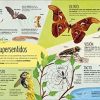 Mariposas- vida secreta- Roger Vila - Imagen 2