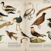 Zoología Ilustrada- Carmen Soria - Imagen 2